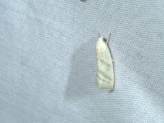 Earias paralella