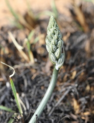 Albuca glauca