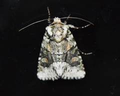 Lacinipolia explicata