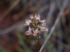 Polygala brevifolia