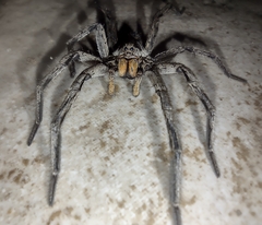 Lycosa erythrognatha