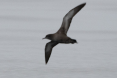 Ardenna grisea