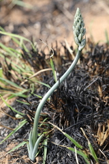 Albuca glauca