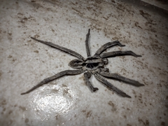 Lycosa erythrognatha