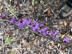 Liatris tenuifolia