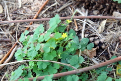 Oxalis stricta