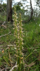 Prasophyllum