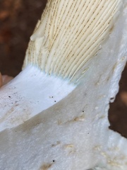 Russula brevipes acrior