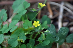 Oxalis stricta