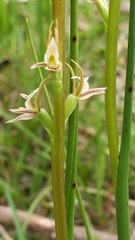 Prasophyllum