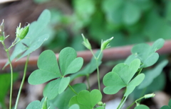 Oxalis stricta