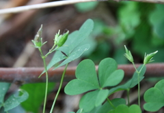 Oxalis stricta