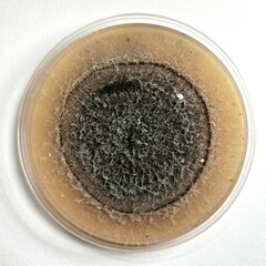 Stilbocrea gracilipes