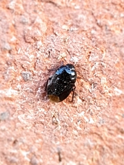 Melanaethus spinolae
