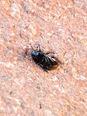 Melanaethus spinolae