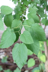 Morus rubra