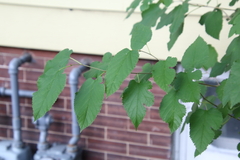 Morus rubra