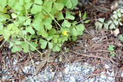 Oxalis stricta