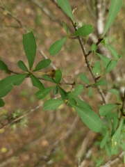Sideroxylon obtusifolium