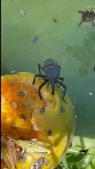 Cactophagus spinolae