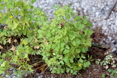 Oxalis stricta