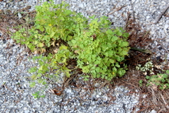 Oxalis stricta