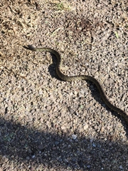 Lampropeltis splendida