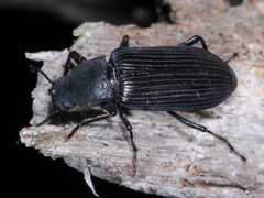 Xylopinus saperdoides