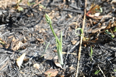 Albuca glauca