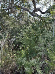 Eupatorium compositifolium