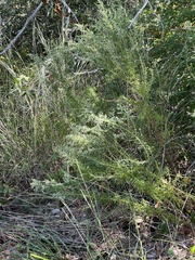 Eupatorium compositifolium