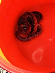 Lampropeltis splendida