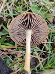 Protostropharia semiglobata