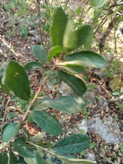 Diospyros
