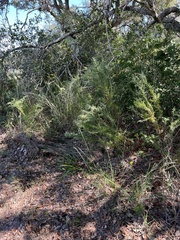 Eupatorium compositifolium