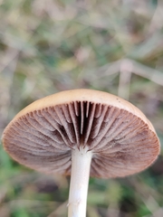Protostropharia semiglobata