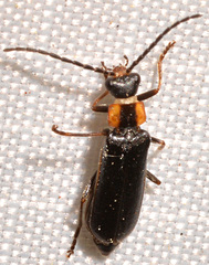 Rhagonycha recta