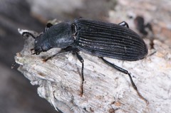 Xylopinus saperdoides
