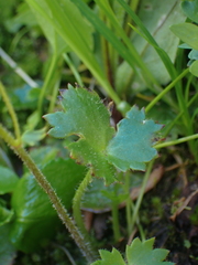 Micranthes odontoloma