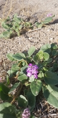 Abronia villosa