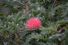 Calliandra haematocephala