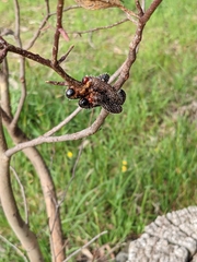 Perga affinis