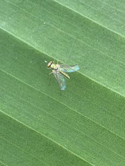 Amblypsilopus psittacinus