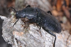 Xylopinus saperdoides