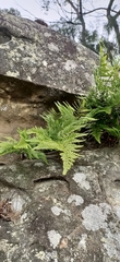Davallia solida pyxidata