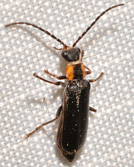 Rhagonycha recta