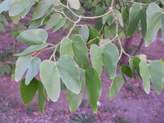 Bauhinia forficata