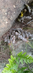 Davallia solida pyxidata