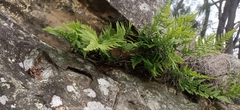 Davallia solida pyxidata