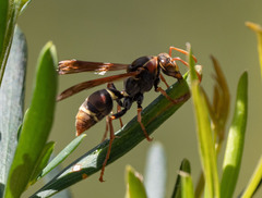 Polistes humilis
